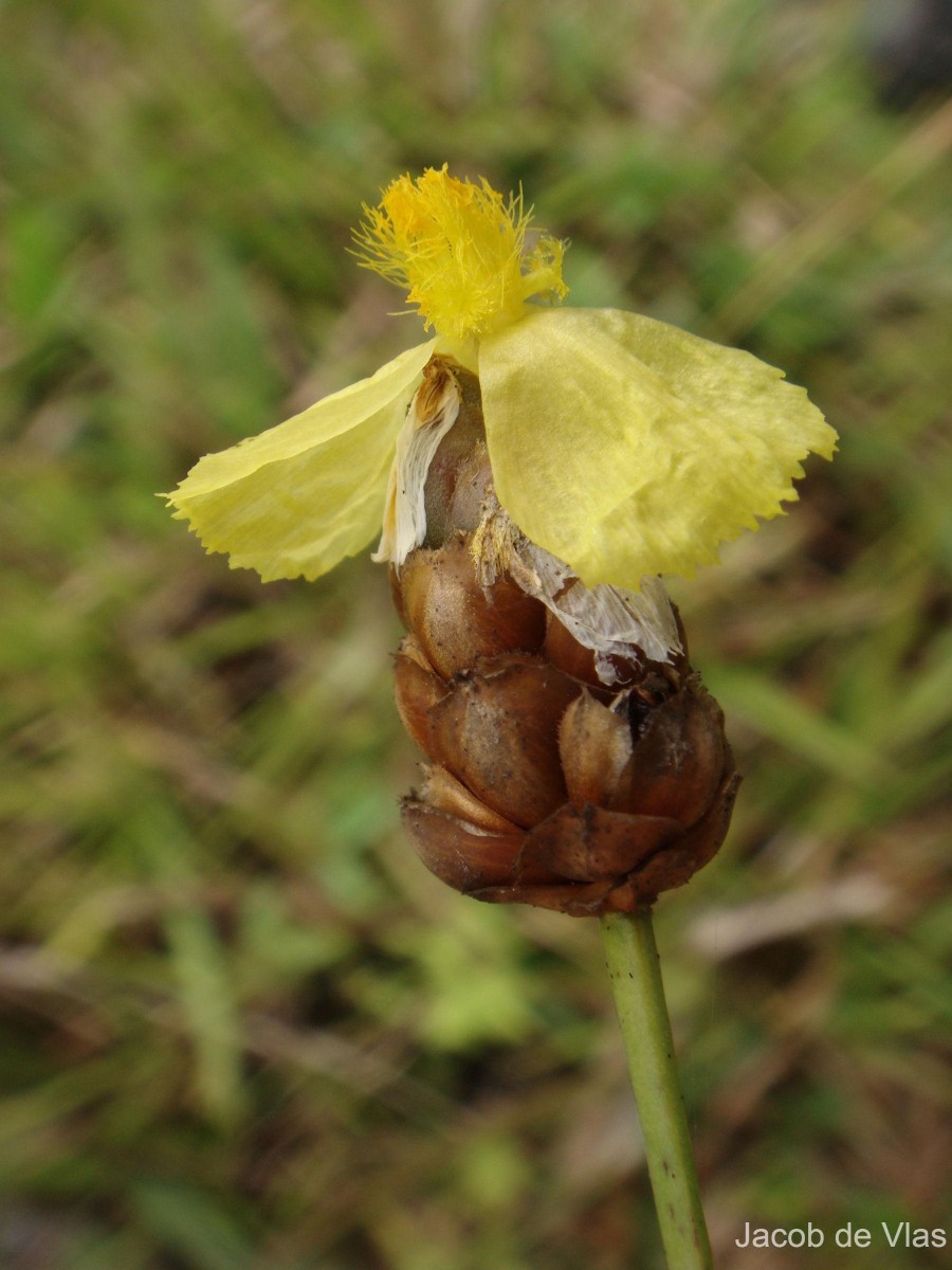 Xyris complanata R.Br.